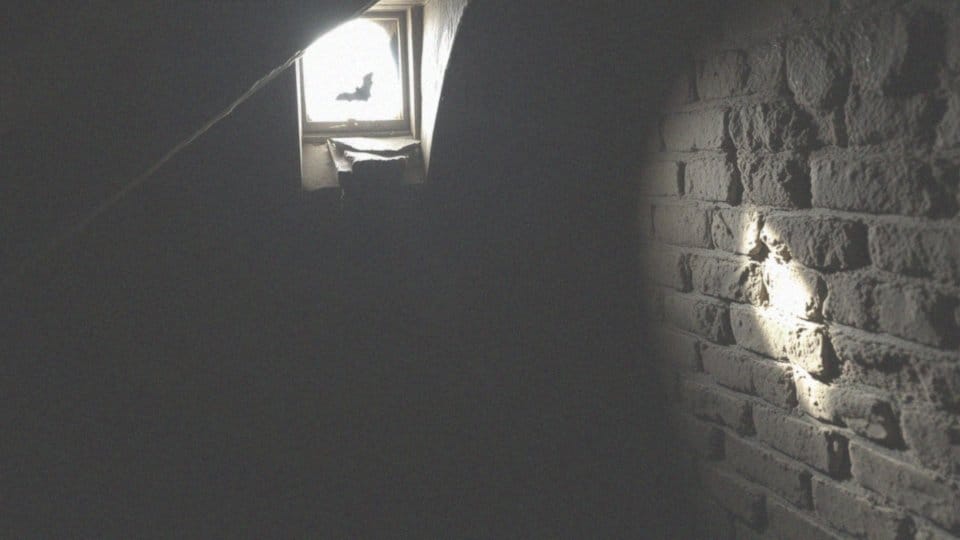 Co oznacza nietoperz w domu? Odkryj symbolikę i znaczenie