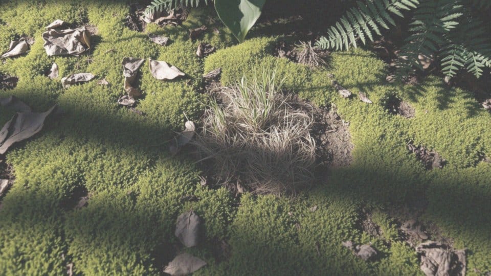 Czego nie lubią kleszcze? Skuteczne metody odstraszania