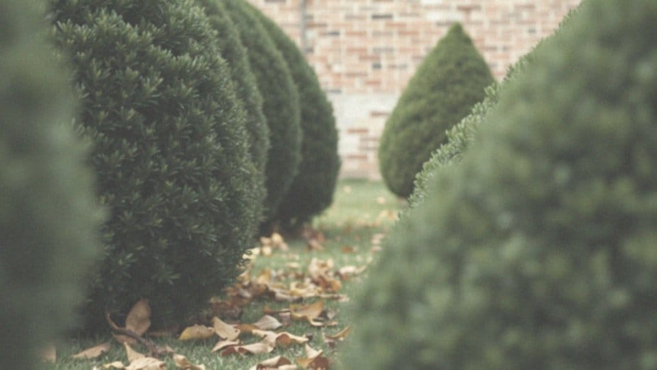 Czy bukszpan jest trujący dla kota? Objawy zatrucia i bezpieczeństwo