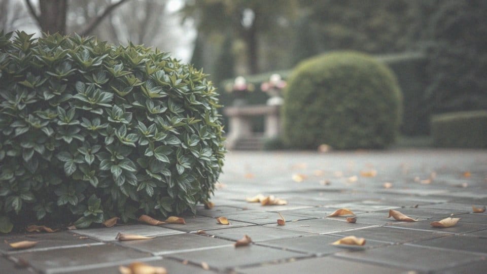 Czy bukszpan jest trujący dla psa? Objawy i zapobieganie