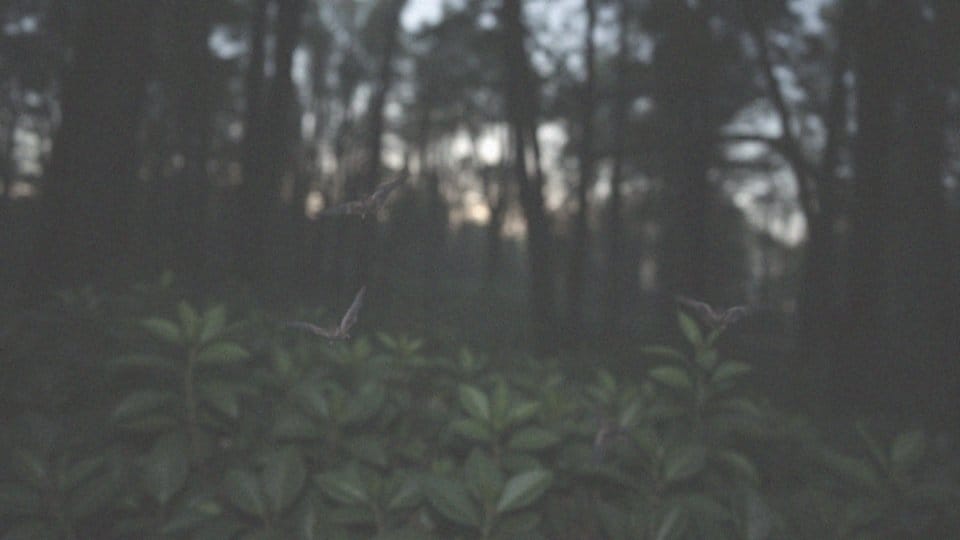 Czy nietoperze wplątują się we włosy? Fakty i mity