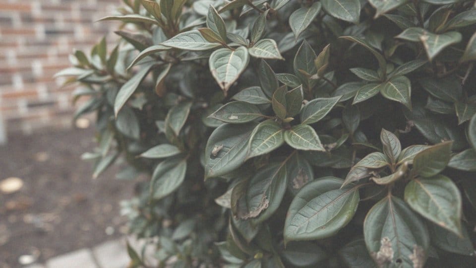 Jak uratować suchy bukszpan? Skuteczne metody i porady